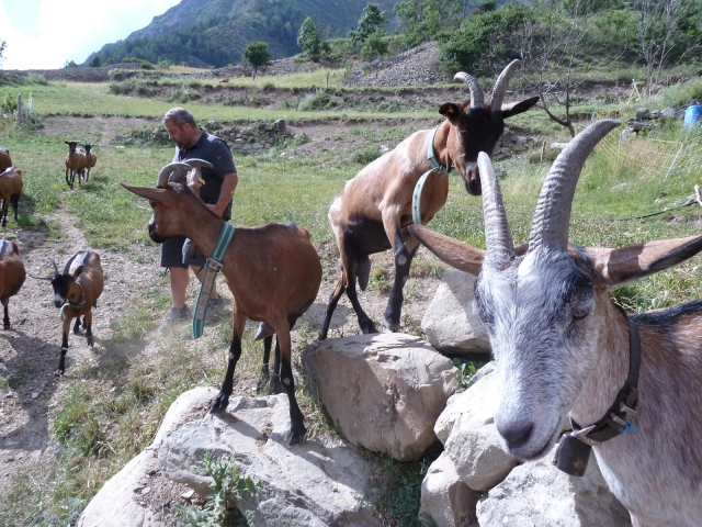  encontro com um pastor de cabras 